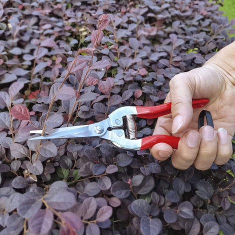 Foarfeca pentru gradina, cu lama lunga, vie, crengi pomi, otel, rosu
